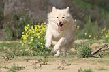 CHIEN FINNOIS DE LAPONIE 378